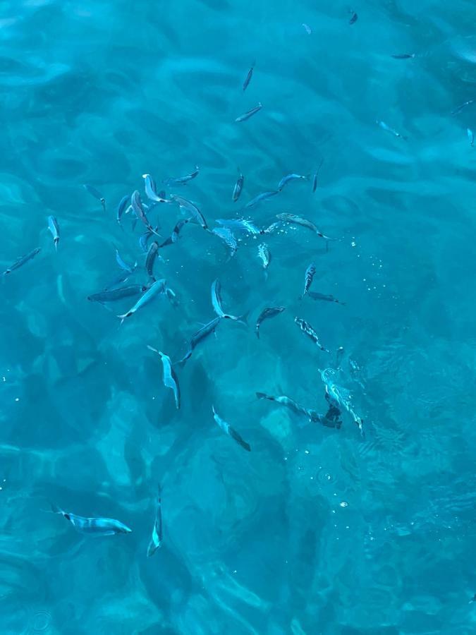 Charmant Logement Avec Piscine Saint-Feliu-d'Avall المظهر الخارجي الصورة